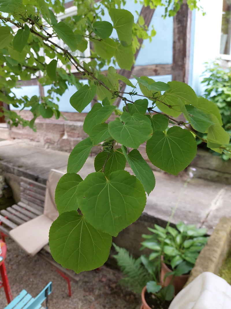 Lebkuchenbaum — Bild 1