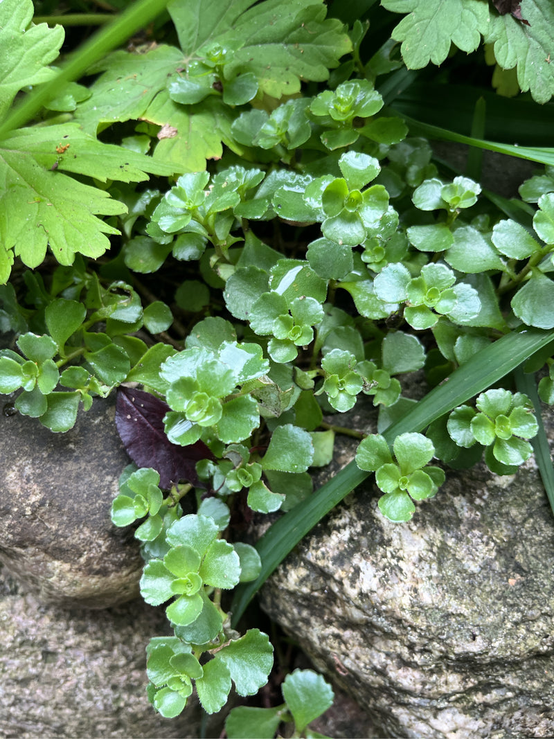 Kaukasus-Fetthenne — Bild 3