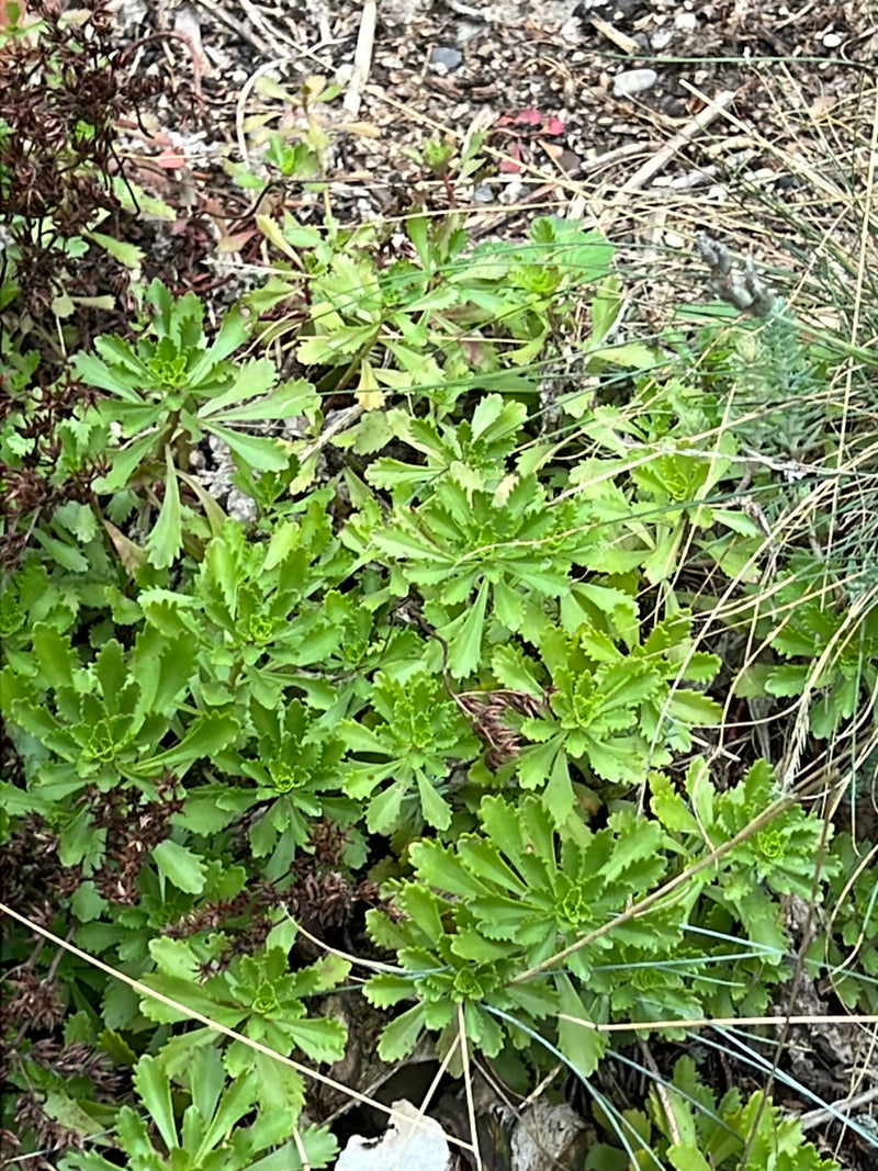 Kaukasus-Fetthenne — Bild 1