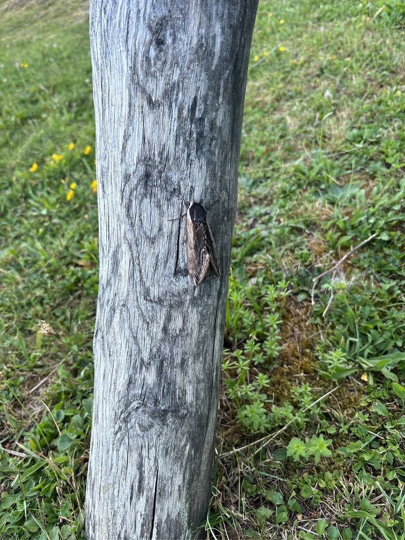 Kiefernschwärmer — Bild 1