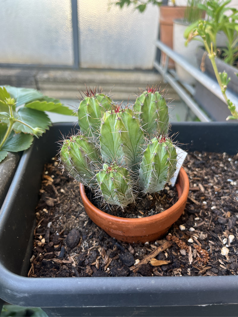 Kiefernzapfenkaktus — Bild 3 von 13