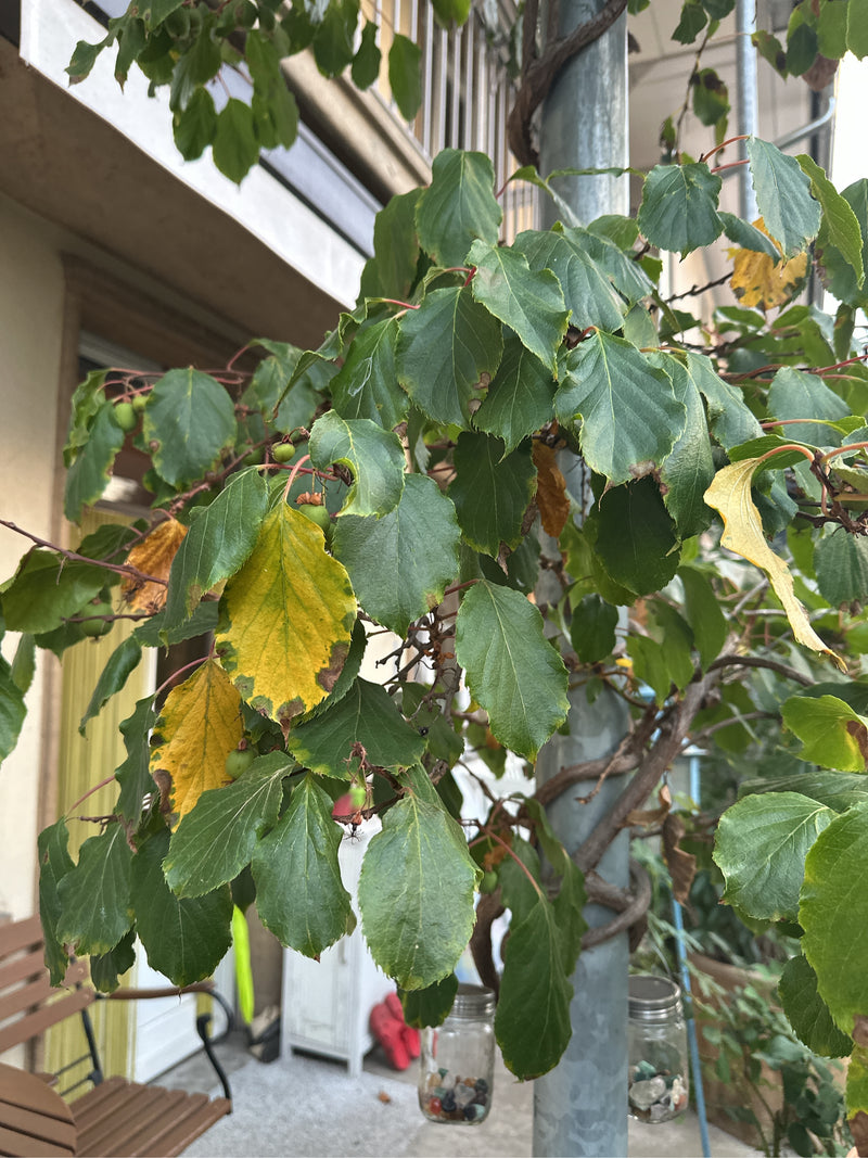 Kiwi — Bild 4