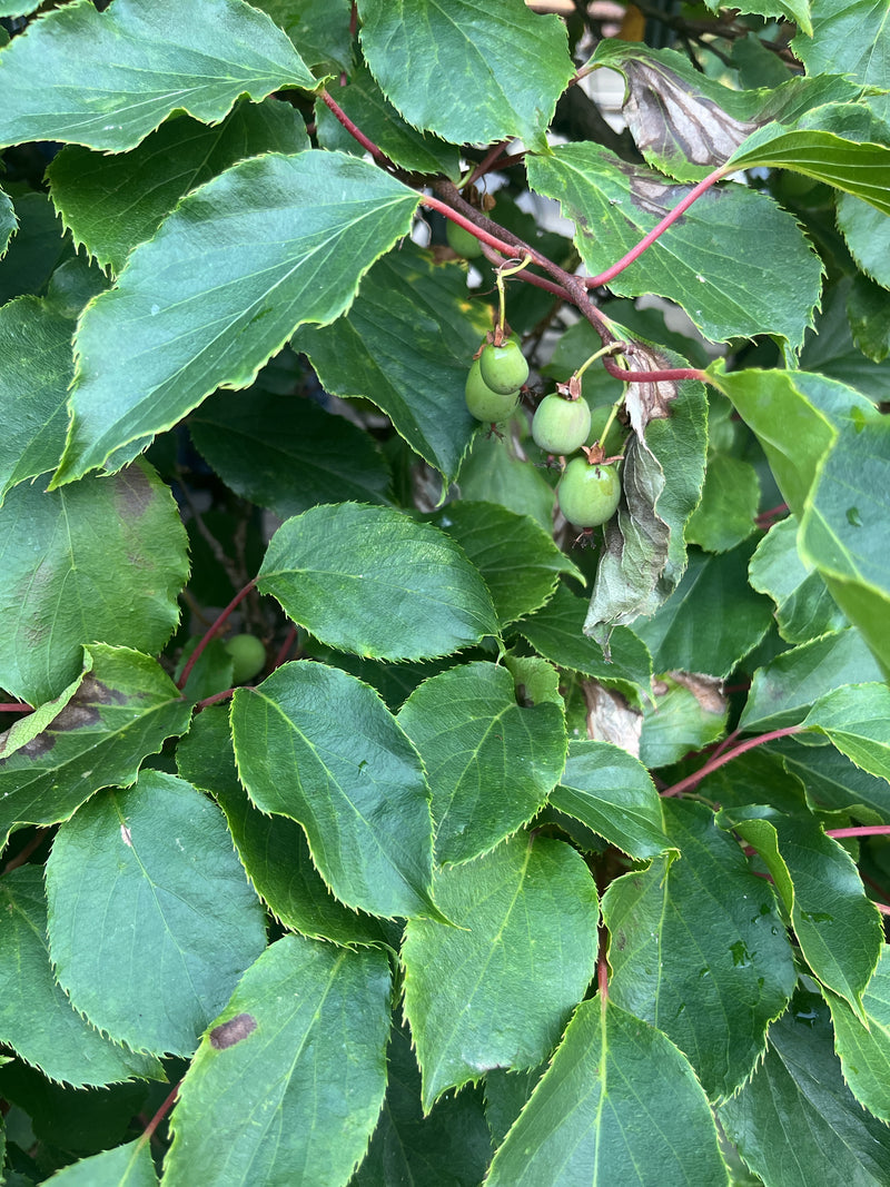 Kiwi — Bild 3