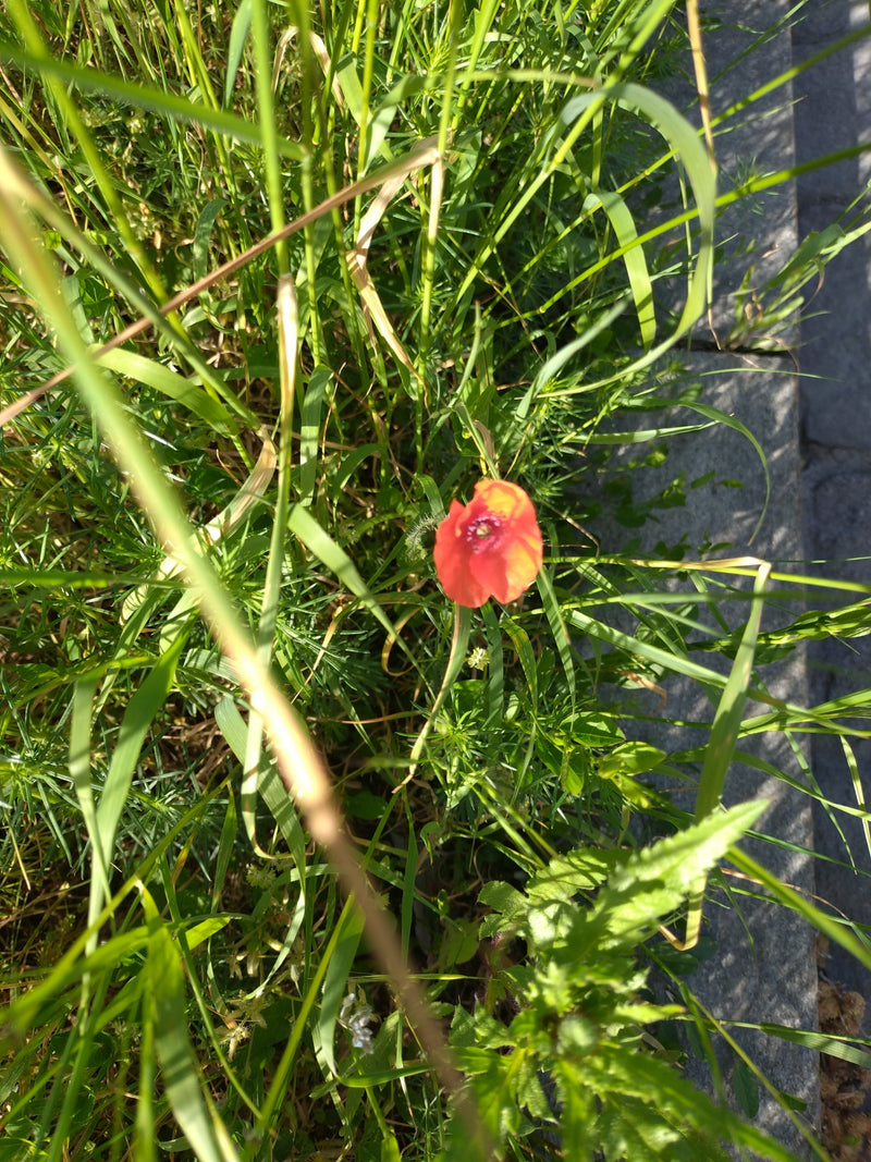 Mohnblume — Bild 5