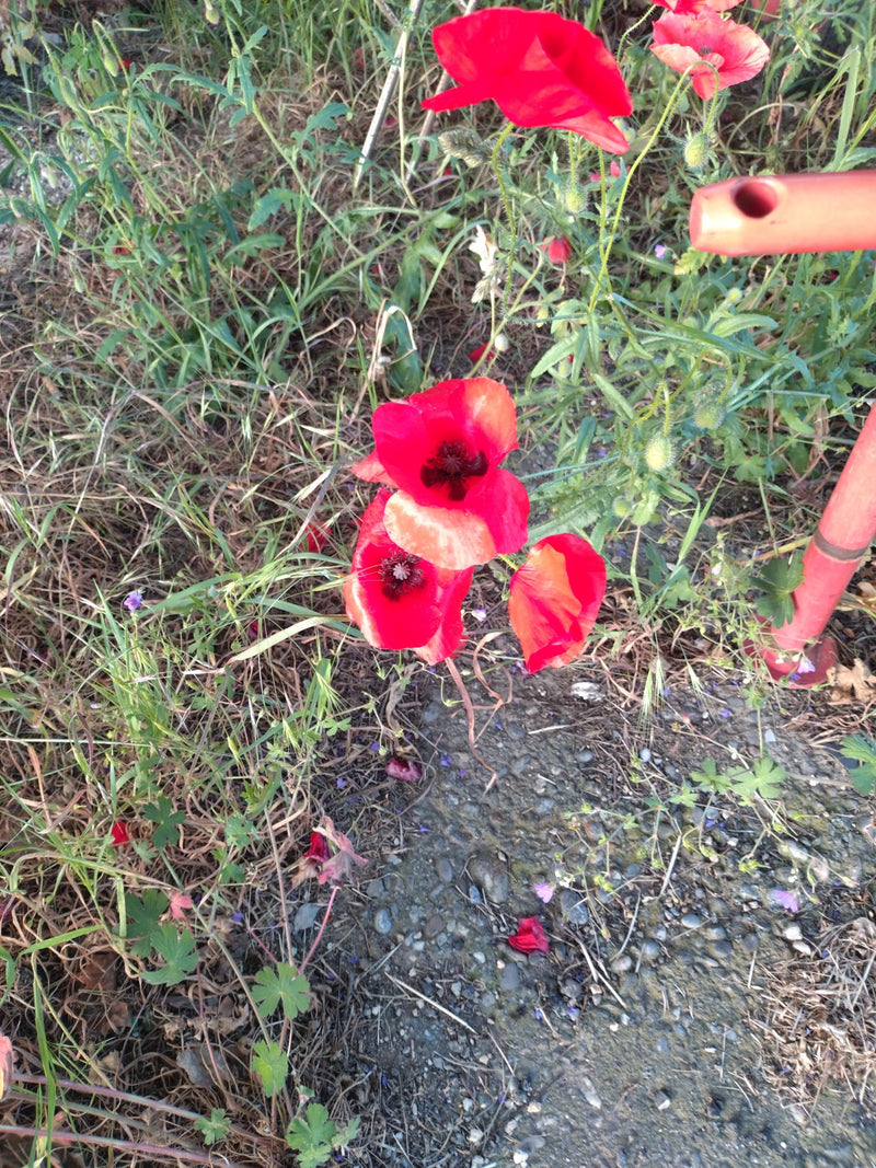 Mohnblume — Bild 2