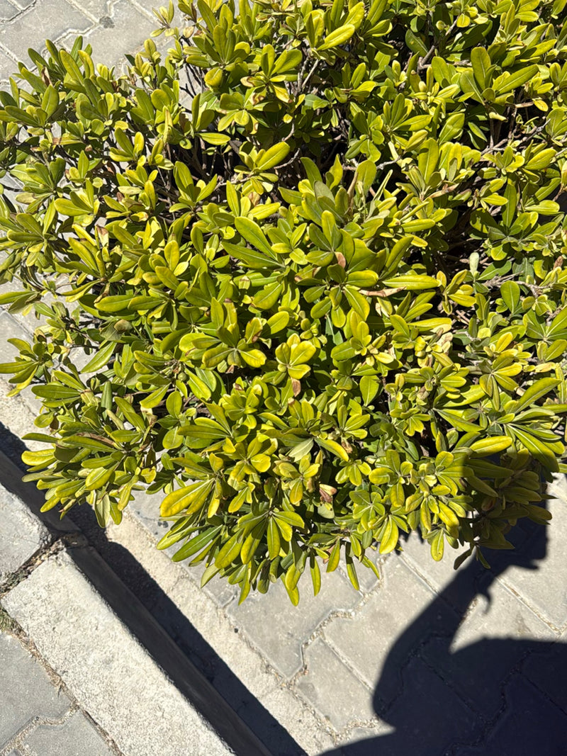Klebsame — Bild 3
