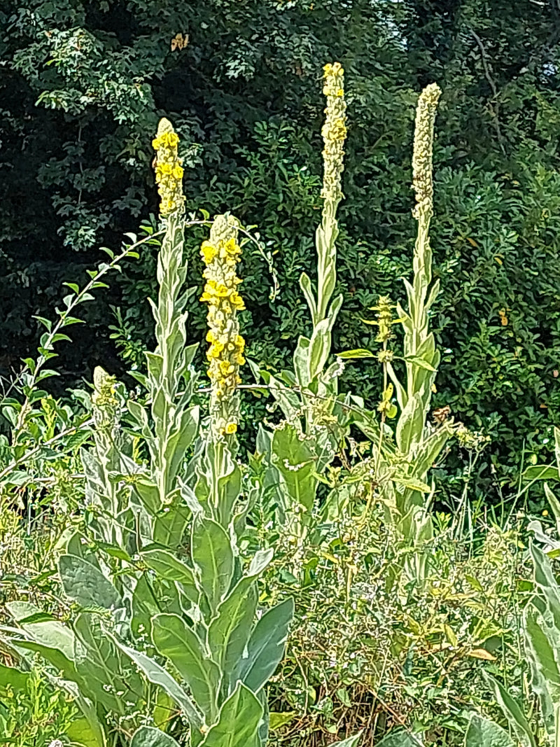 Kleinblütige Königskerze — Bild 1