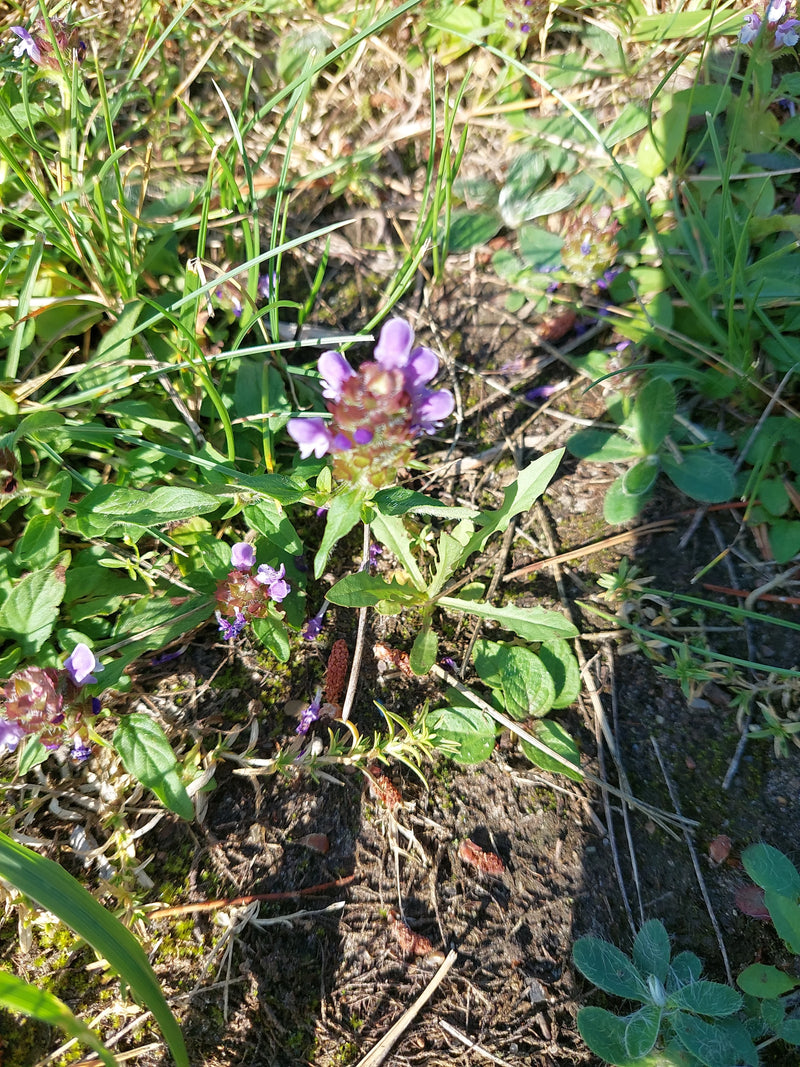 Kleine Braunelle — Bild 1