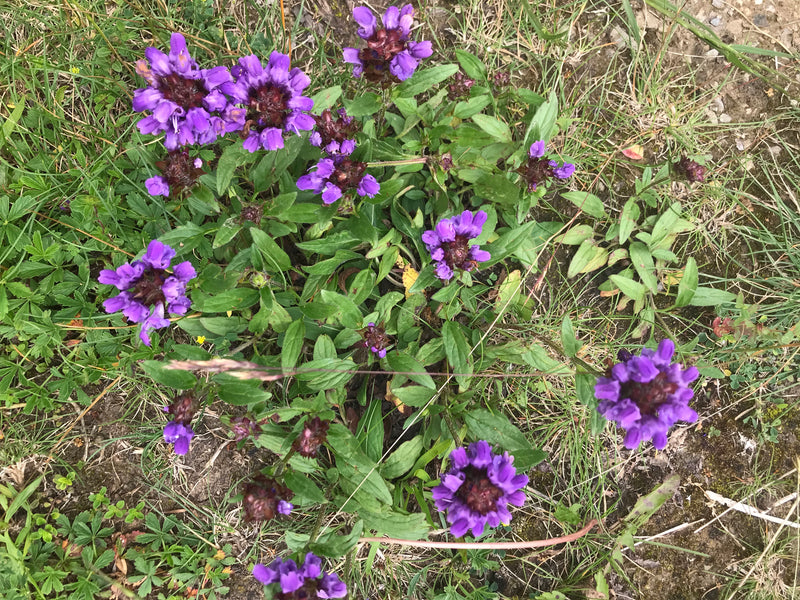 Kleine Braunelle — Bild 4 von 10