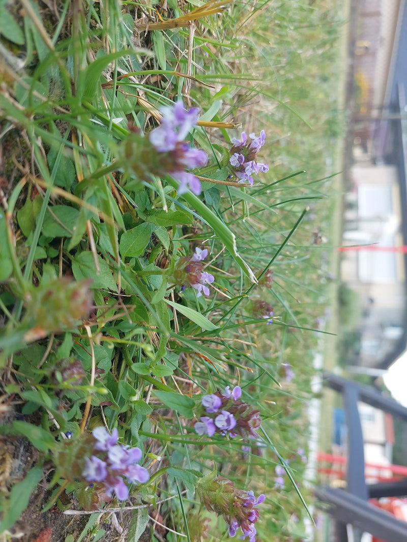 Kleine Braunelle — Bild 5