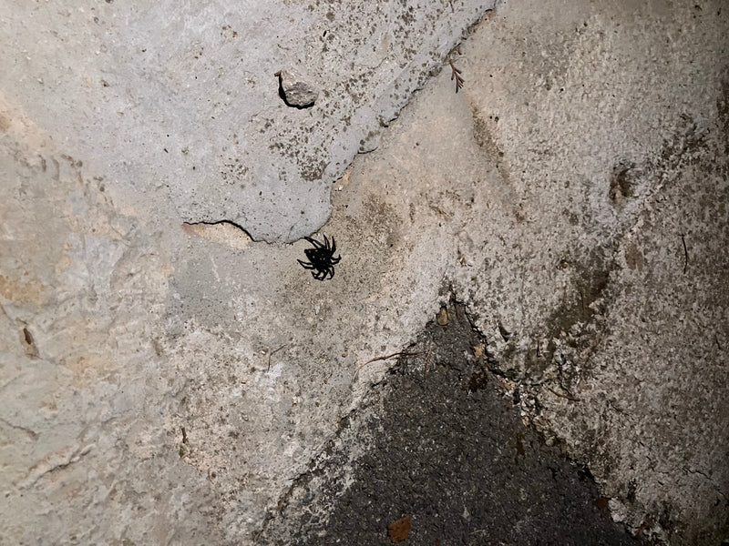 Hauszwirbelspinne — Bild 4