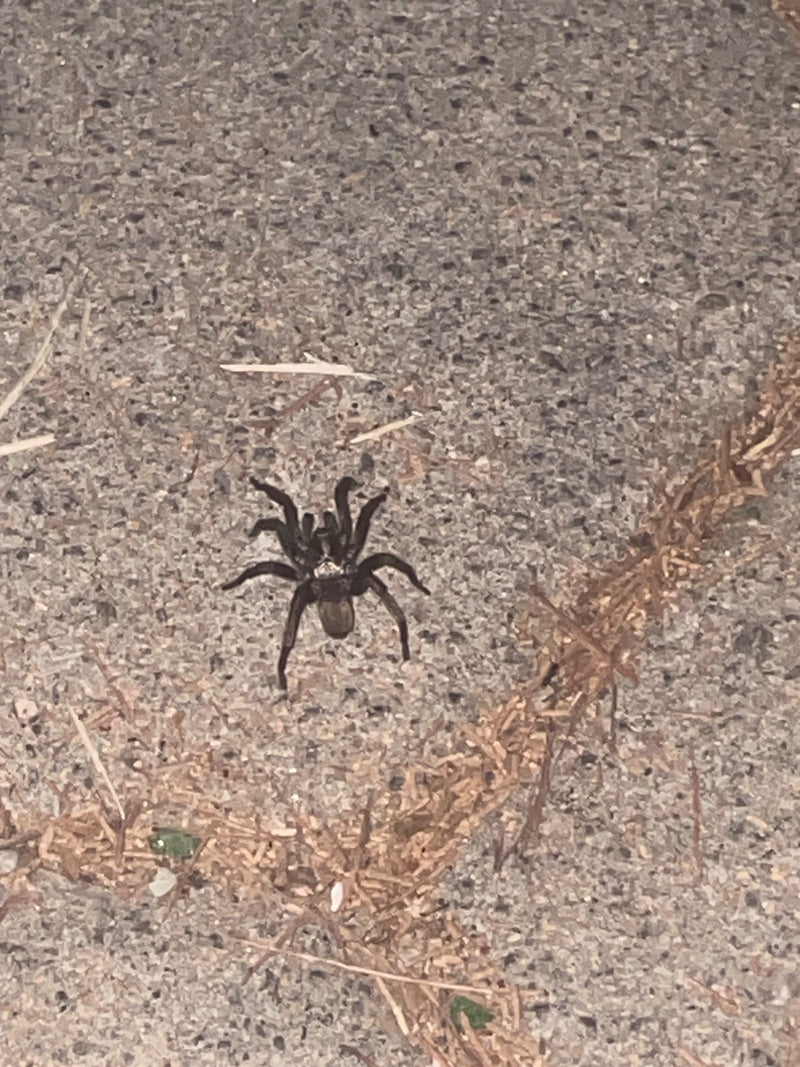 Hauszwirbelspinne — Bild 2
