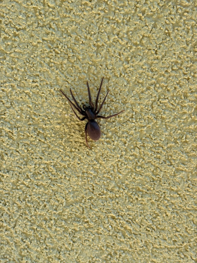 Hauszwirbelspinne — Bild 1