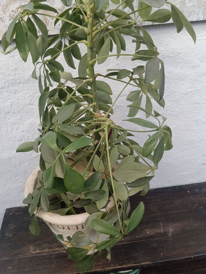 Schefflera — Bild 5
