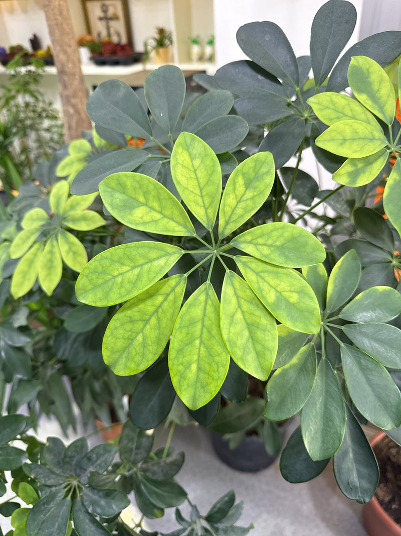 Schefflera — Bild 4