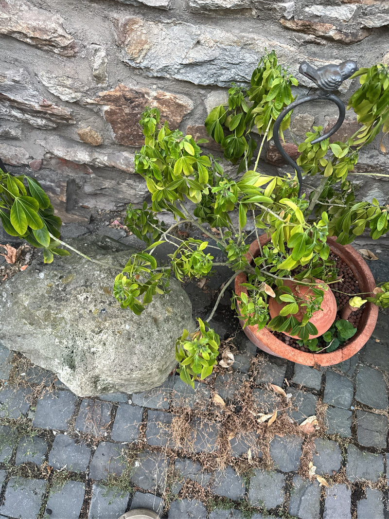 Schefflera — Bild 1