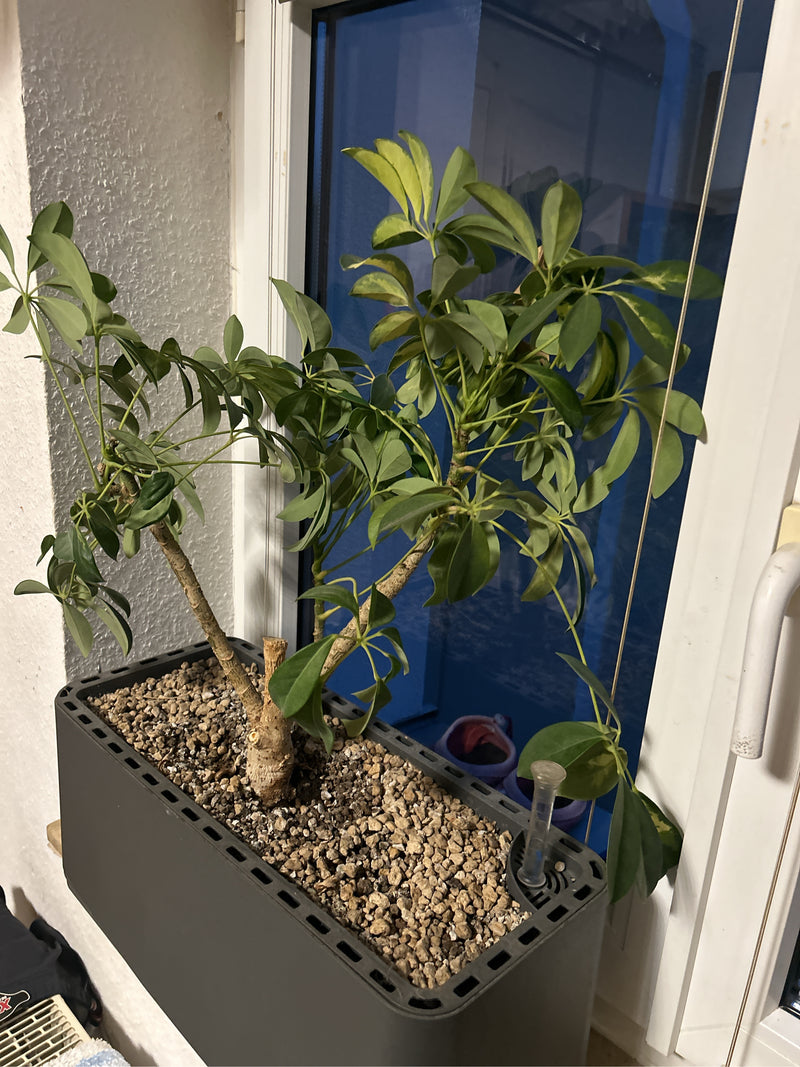 Schefflera — Bild 2