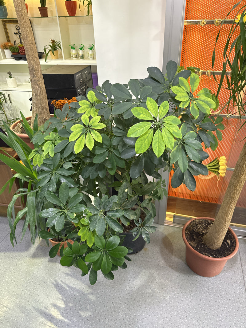 Schefflera — Bild 3