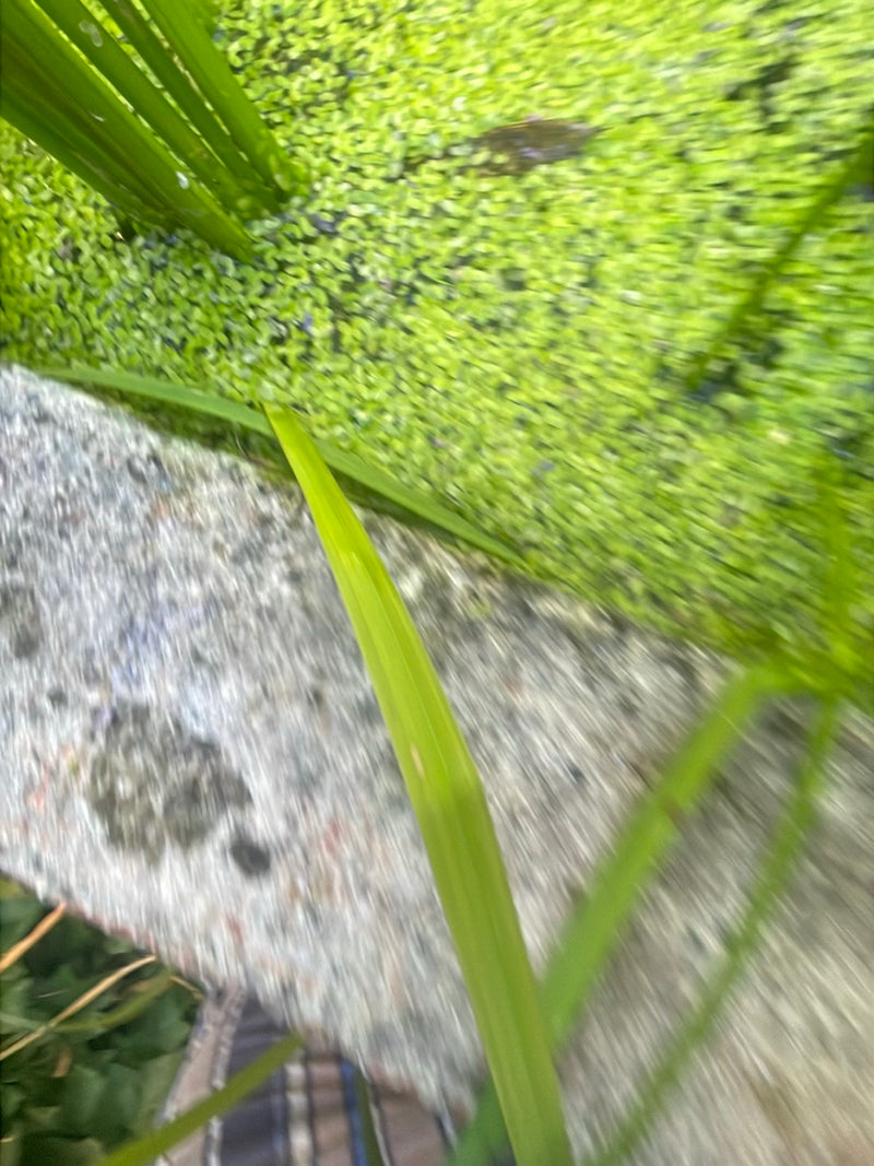 Kleine Wasserlinse — Bild 3