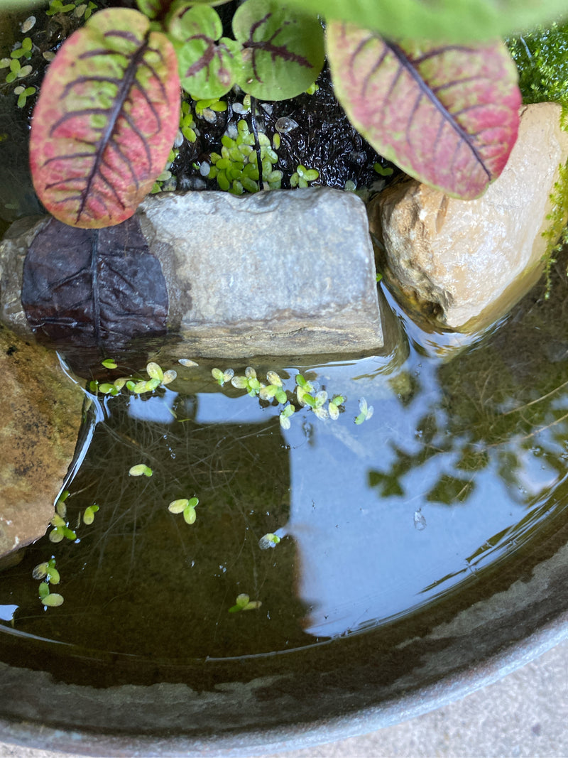 Mehrere Individuen der Kleinen Wasserlinse schwimmen auf der ruhigen Wasseroberfläche eines kleinen Beckens zwischen Steinen und Uferpflanzen.