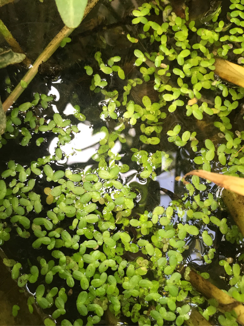 Kleine Wasserlinse — Bild 2 von 6