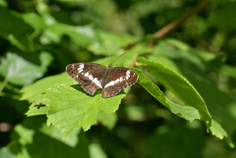 Kleiner Eisvogel — Bild 2