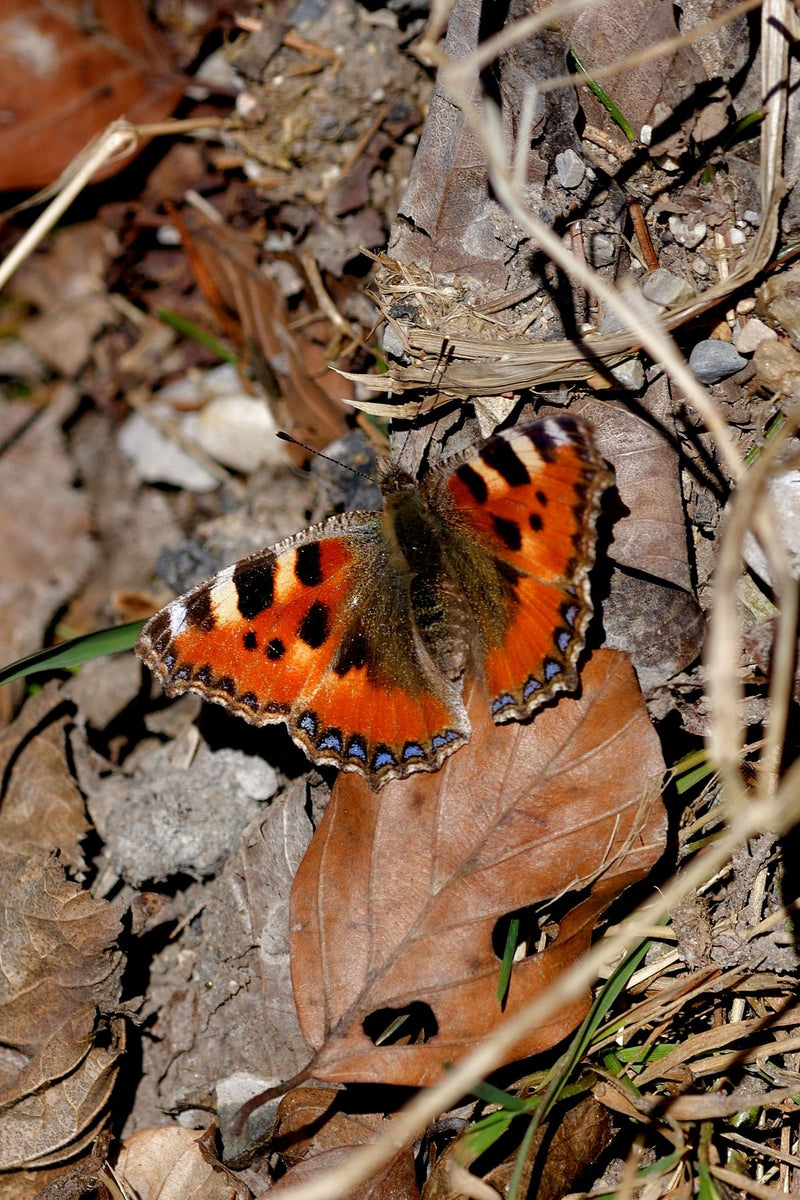 Kleiner Fuchs — Bild 3