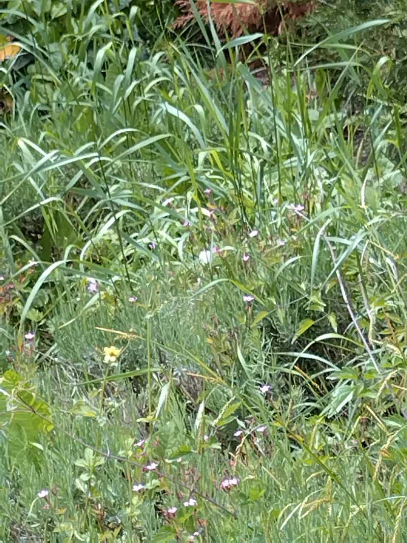 Kleiner Kohlweißling — Bild 2