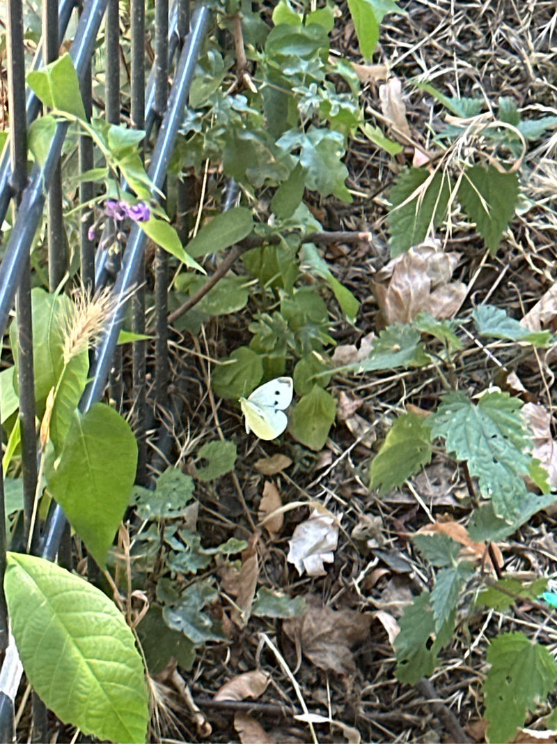 Kleiner Kohlweißling — Bild 1