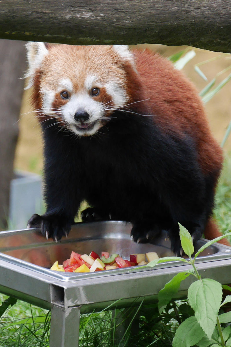 Kleiner Panda — Bild 2