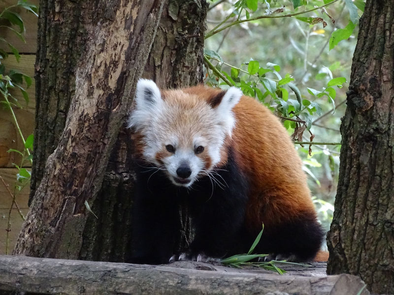 Kleiner Panda — Bild 1