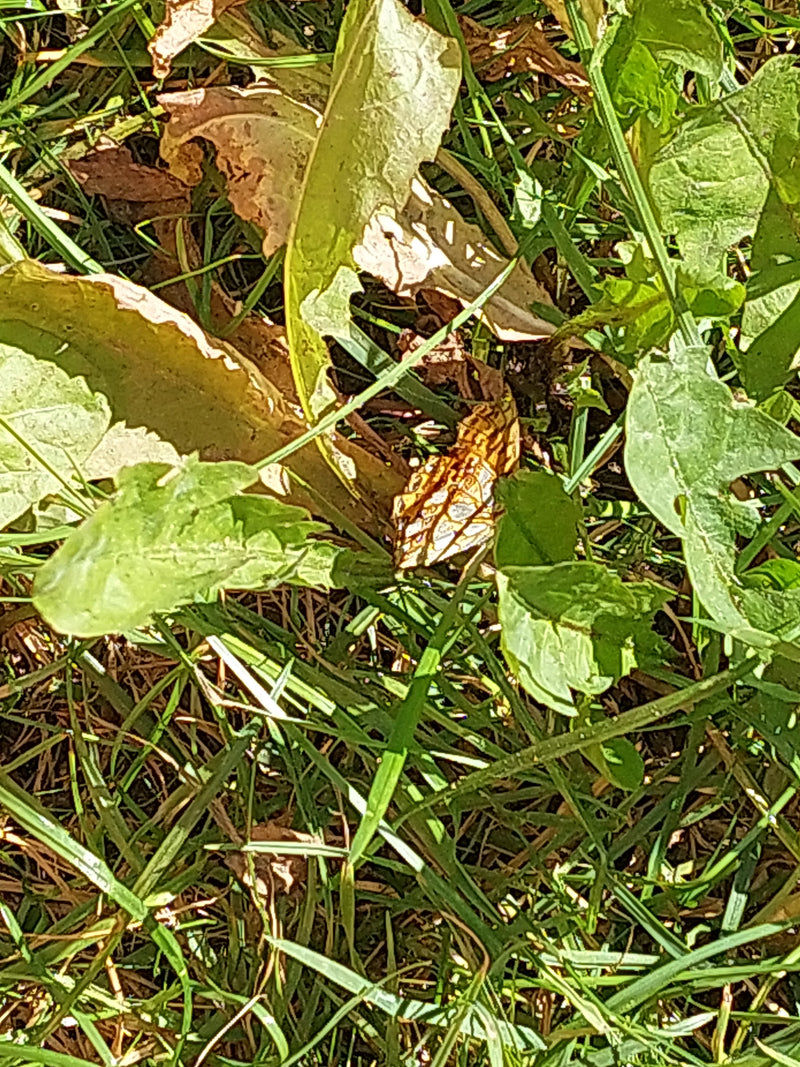 Kleiner Perlmuttfalter — Bild 1