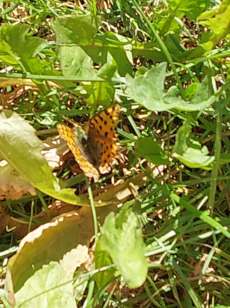 Kleiner Perlmuttfalter — Bild 3