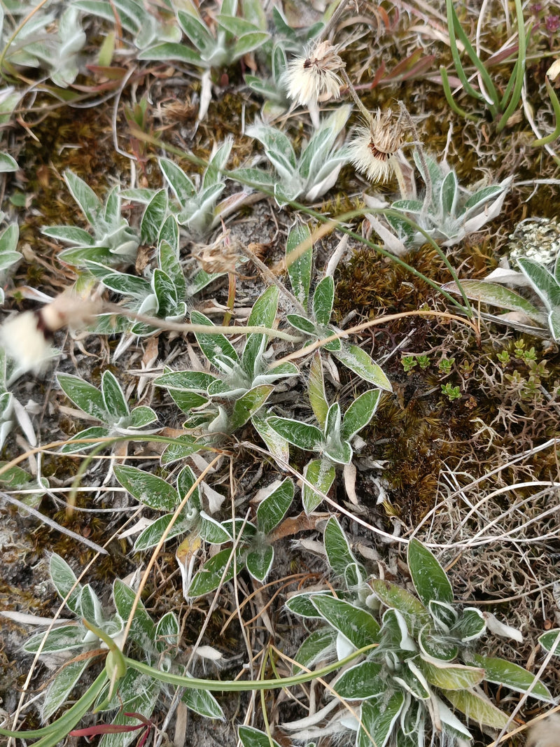 Kleines Habichtskraut — Bild 1