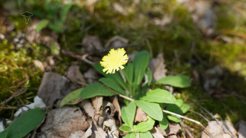 Kleines Habichtskraut — Bild 3