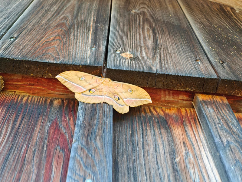 Kleines Nachtpfauenauge — Bild 3