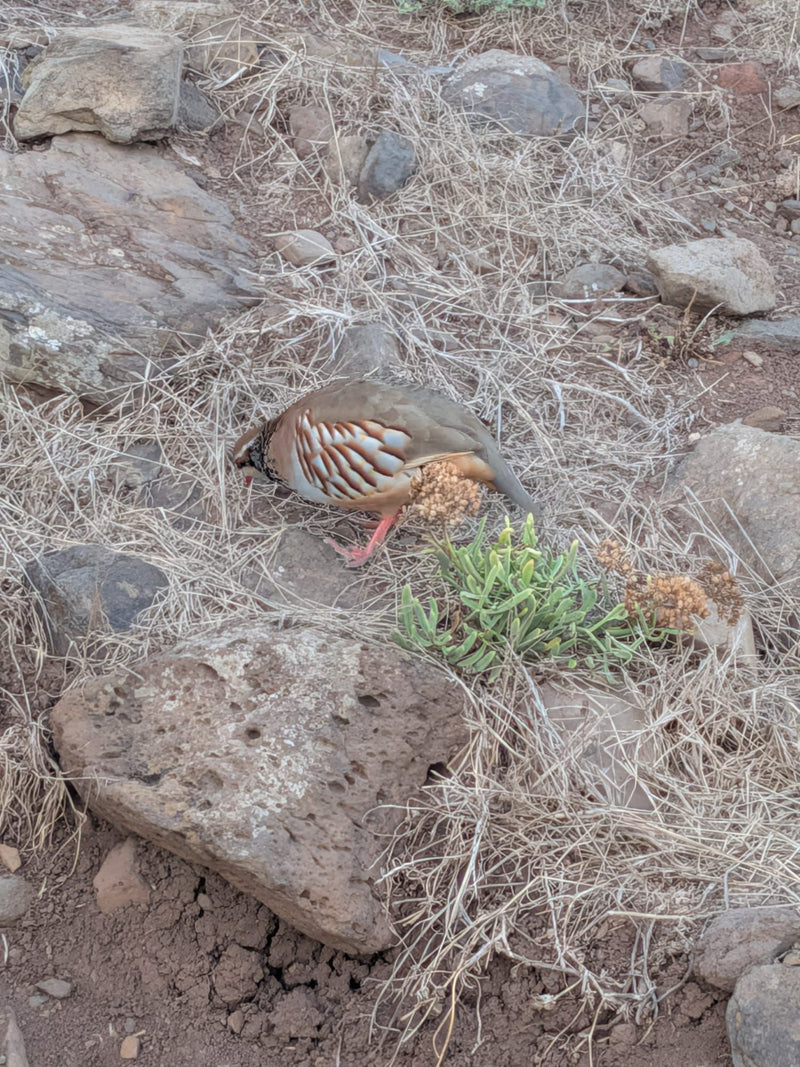 Klippenhuhn — Bild 1 von 1