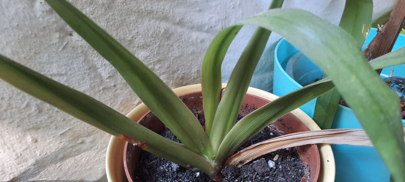 Das Bild zeigt die grünen, riemenförmigen Blätter einer Klivie, die in einem Blumentopf wächst. Die Pflanze steht vor einer hellen Wand.