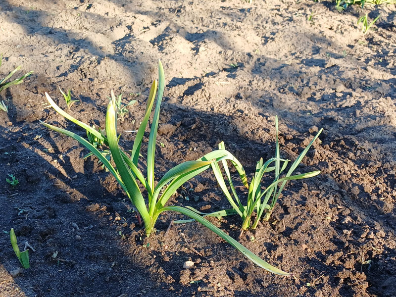 Knoblauch — Bild 1