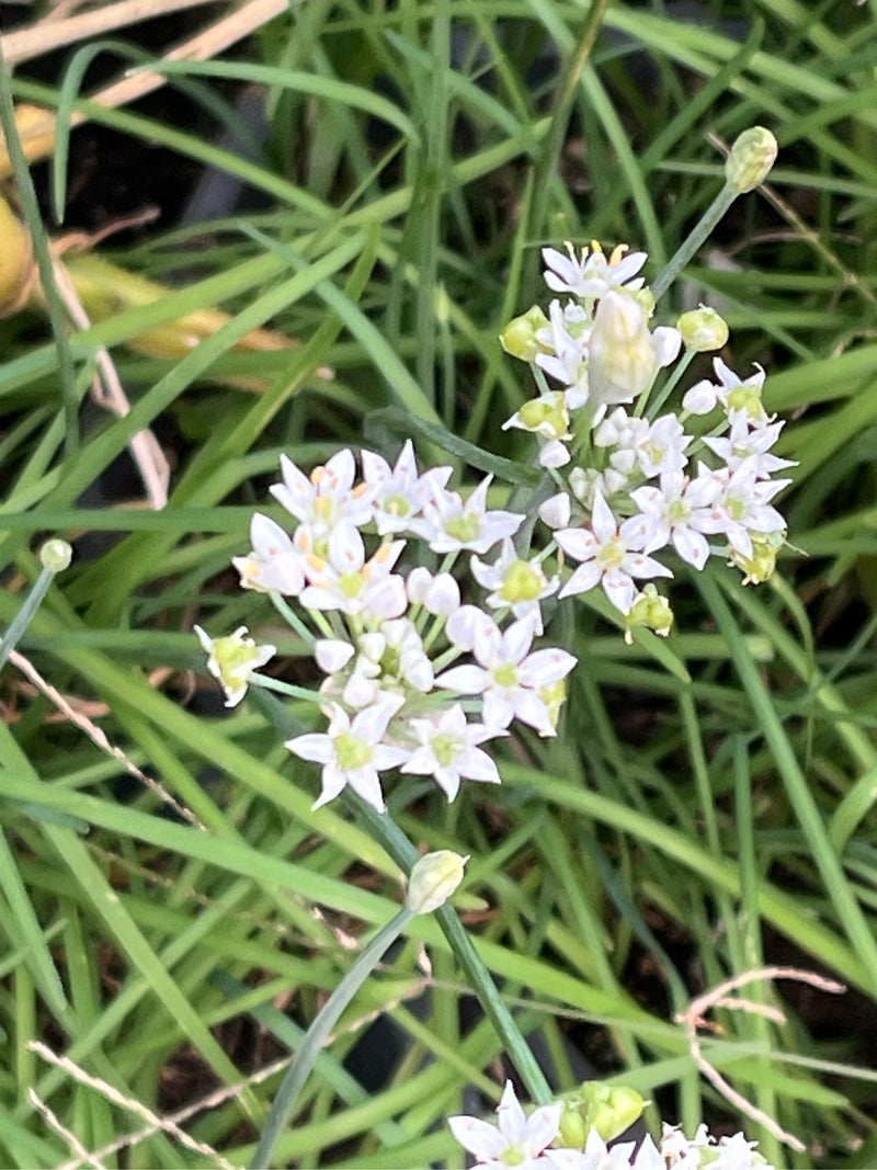 Schnittknoblauch — Bild 2