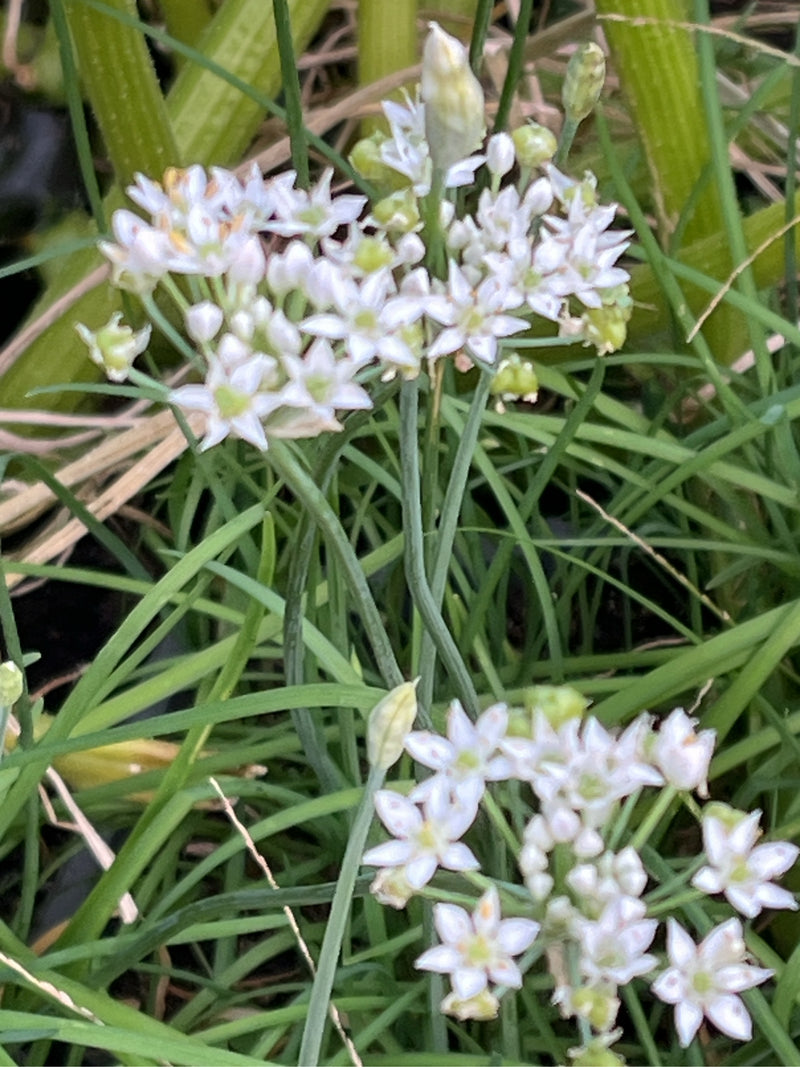 Schnittknoblauch — Bild 1