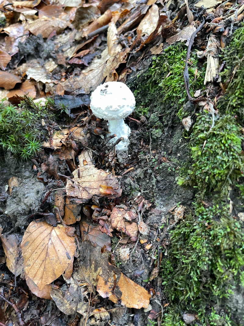 Knollenblätterpilz — Bild 2