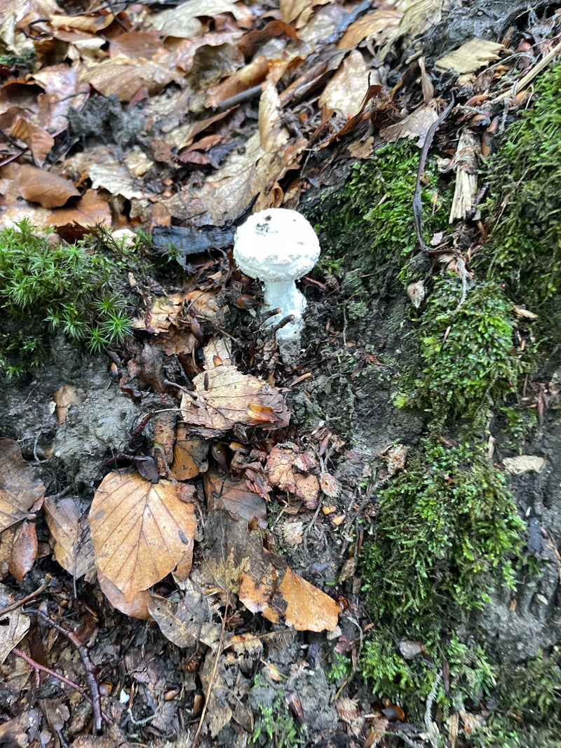 Knollenblätterpilz — Bild 1