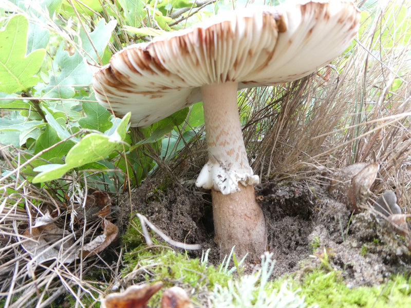 Knollenblätterpilz — Bild 4 von 10