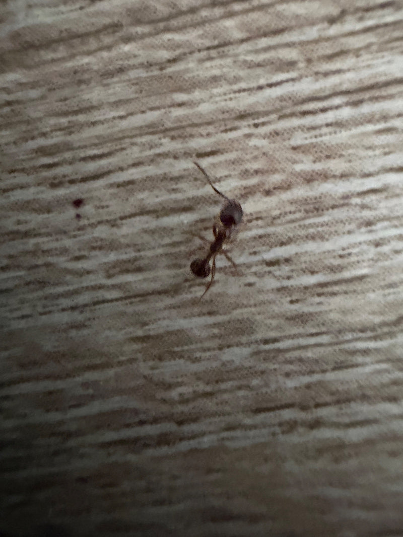 Knotenameise (Gattung Myrmica) — Bild 3