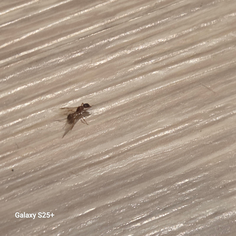 Knotenameise (Gattung Myrmica) — Bild 2