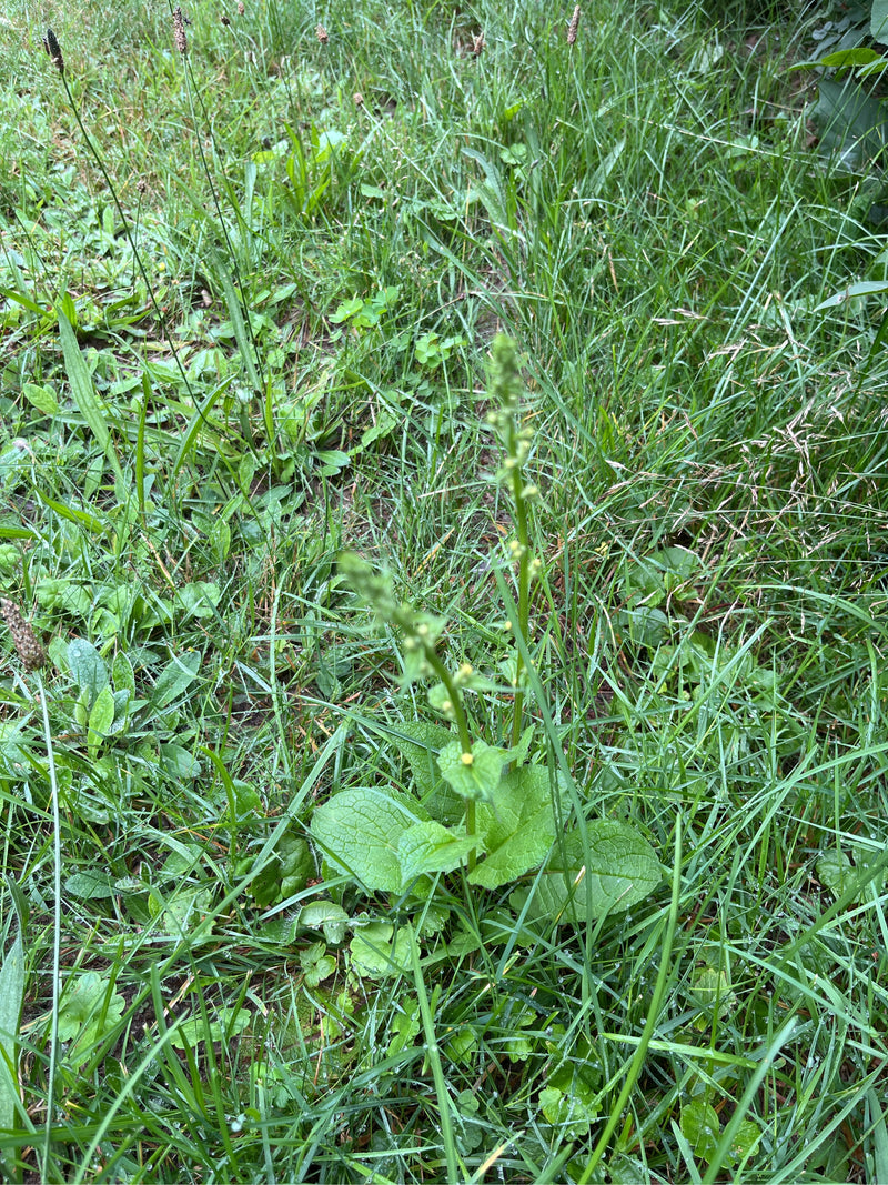 Knotige Braunwurz — Bild 2