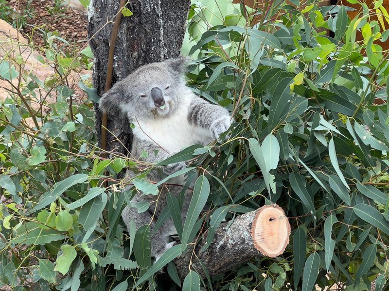Koala — Bild 1