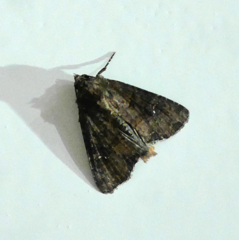 Kohleule, Herzwurm — Bild 2