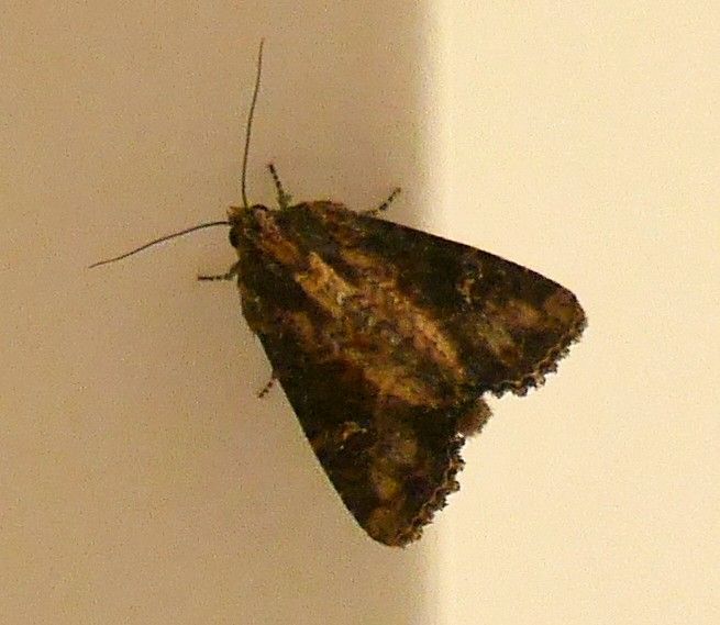 Kohleule, Herzwurm — Bild 1